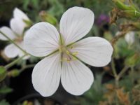 Geranium clarkei Kashmir White - 9cm pot