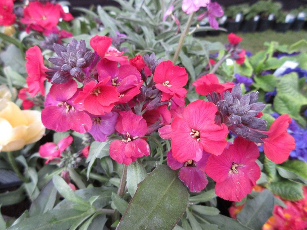 Erysimum Red Jep - 1 litre pot