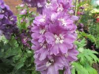 Delphinium Magic Fountains Lilac Pink with White Bee - 2 litre pot