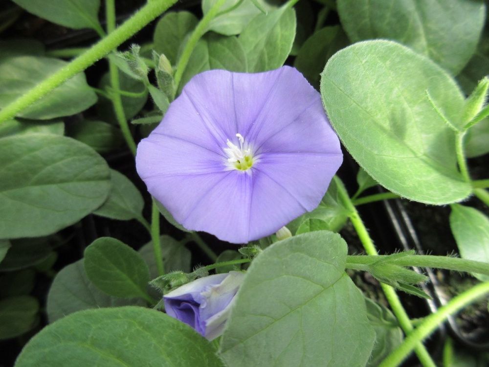 Convolvulus sabatius - 9cm pot