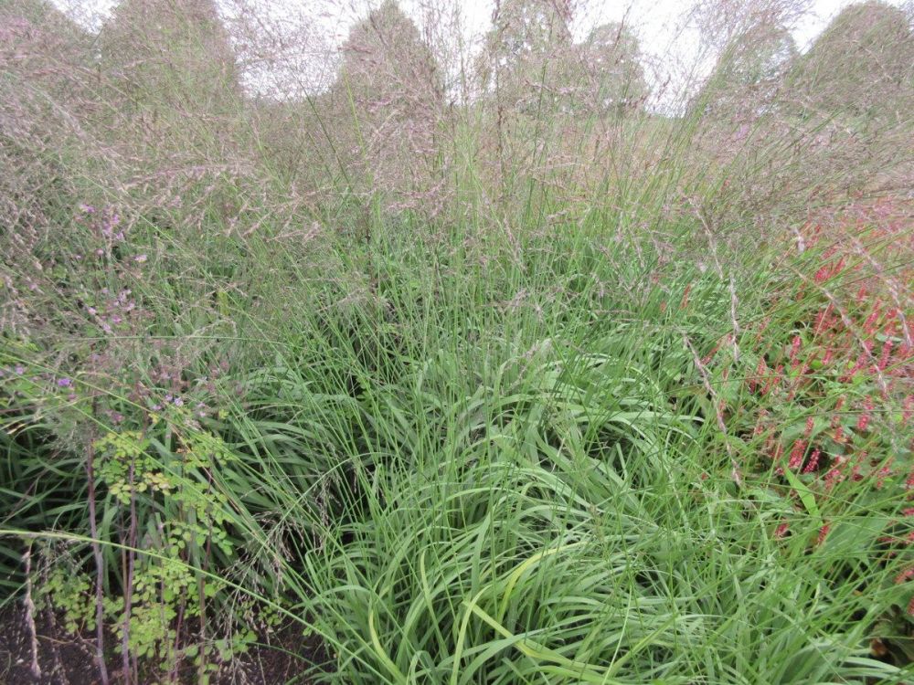 Molinia caerulea ssp. arundinacea Transparent - 2 litre pot