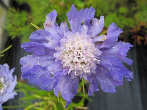 Scabiosa caucasica Perfecta Blue - 9cm pot