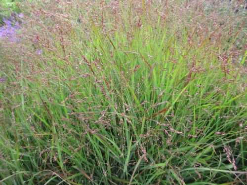 Panicum virgatum Shenandoah - 2 litre pot