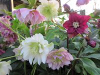 Helleborus x hybridus Double Ellen Mix - 3 litre pot