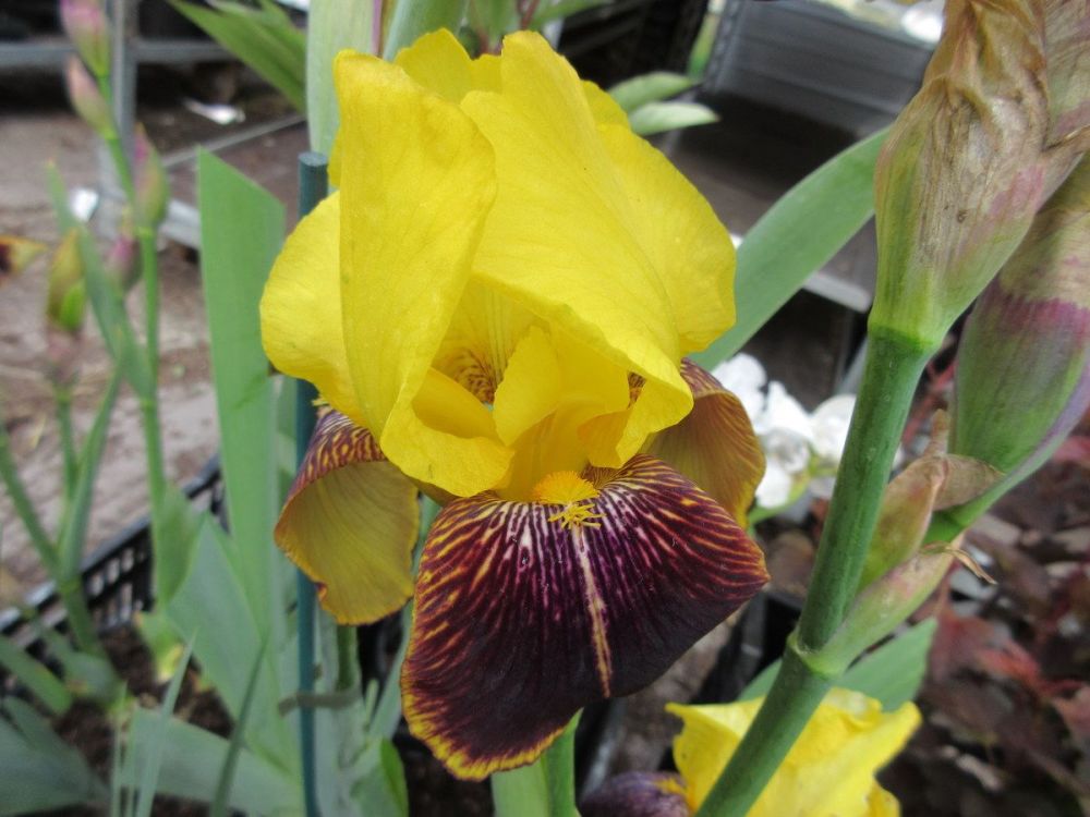 Iris Rajah (Tall Bearded) - 3 litre pot
