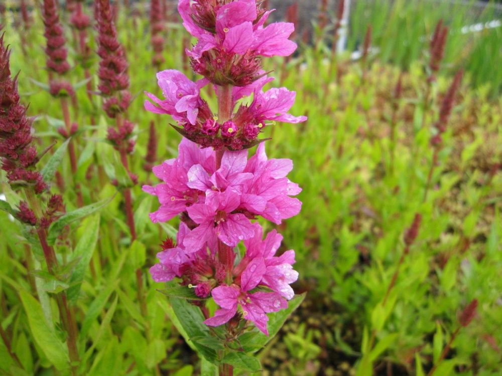 Lythrum salicaria Robert - 2 litre pot