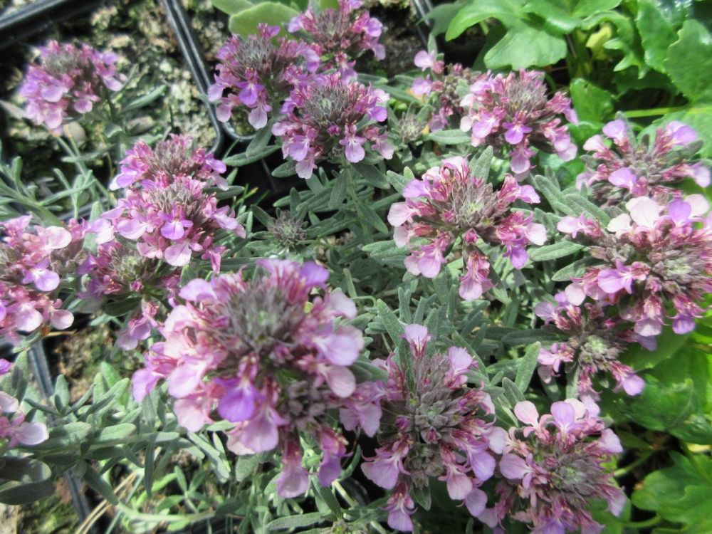 Teucrium ackermannii - 9cm pot