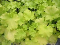 Heuchera Apple Twist - 9cm pot