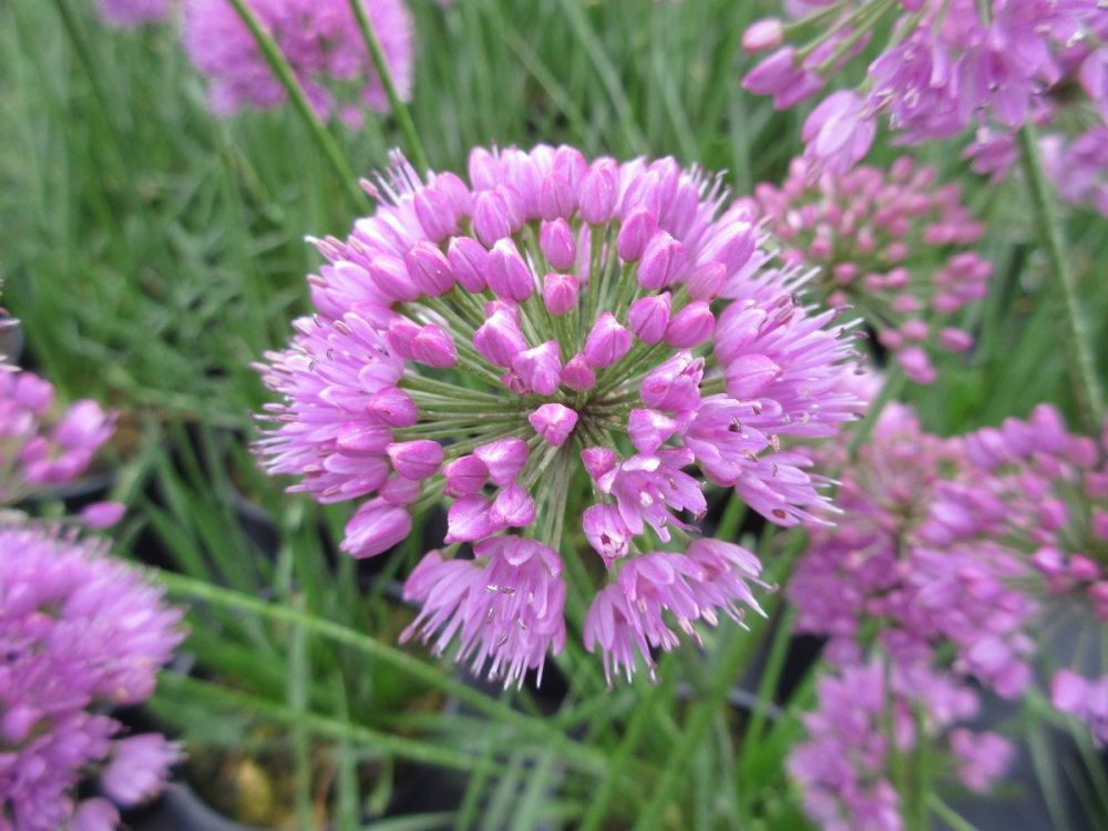 Allium Millennium - 2 litre pot