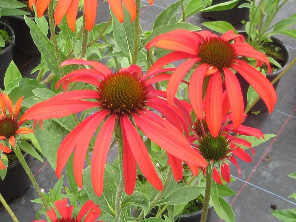 Echinacea Tomato Soup - 9cm pot
