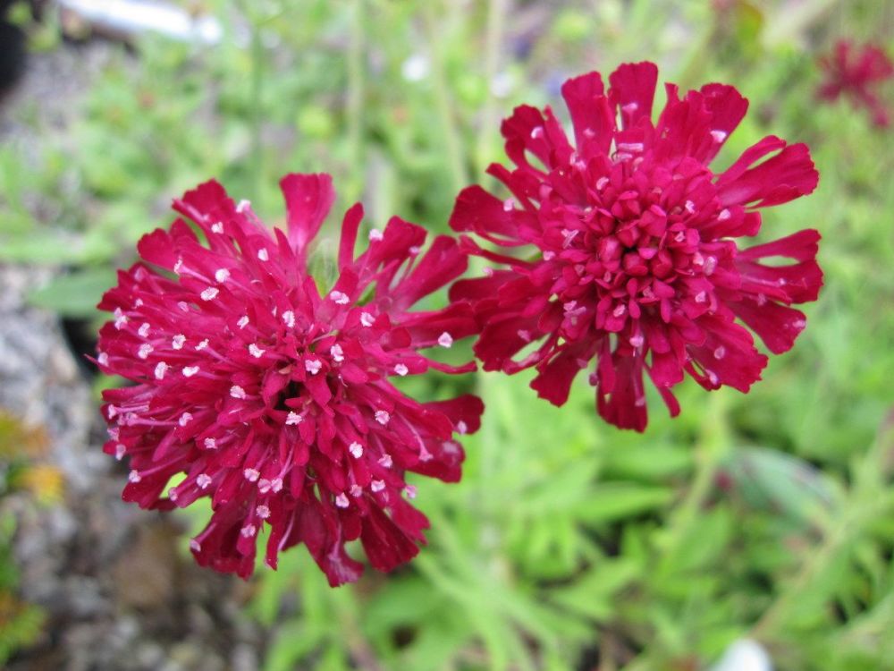 Knautia macedonica Red Knight - 2 litre pot