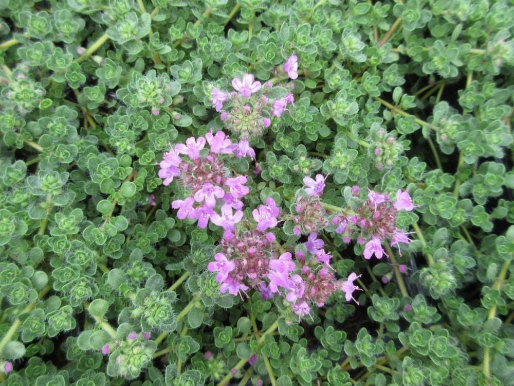 Thymus serpyllum Pink Chintz - 9cm pot