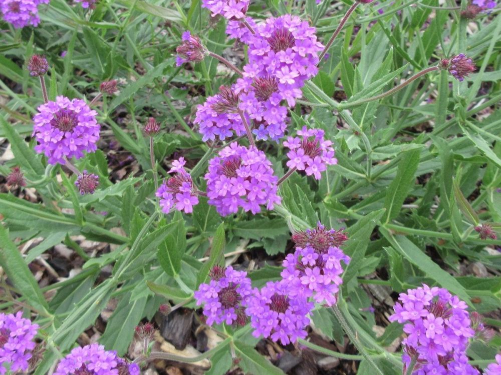 Verbena rigida - 2 litre pot