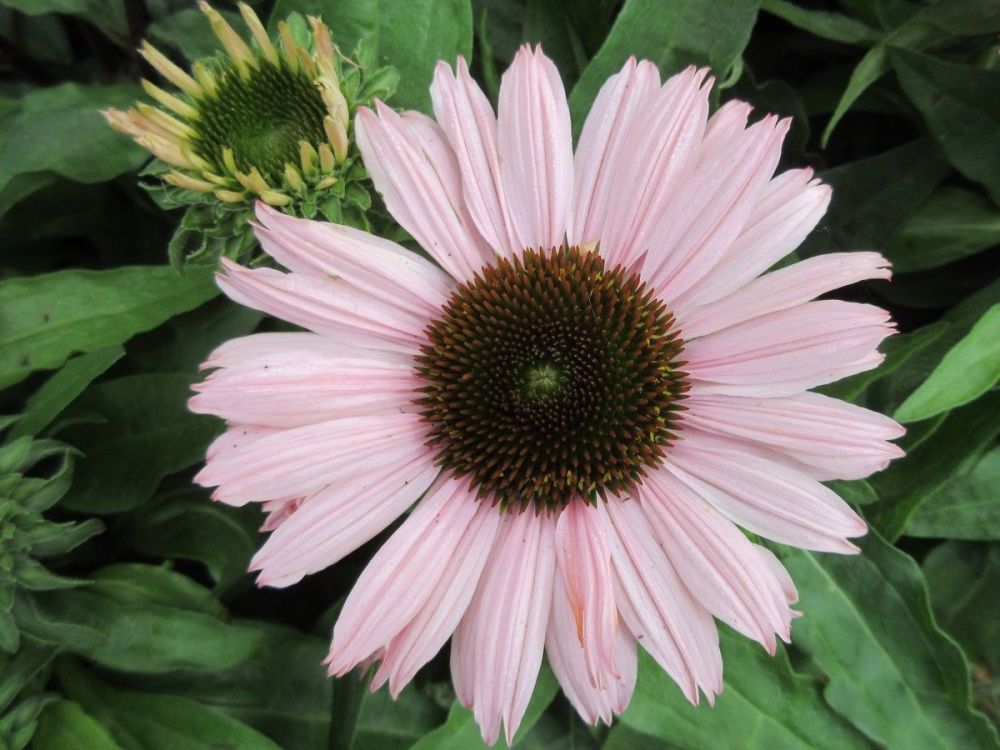 Echinacea SunSeekers Salmon - 9cm pot