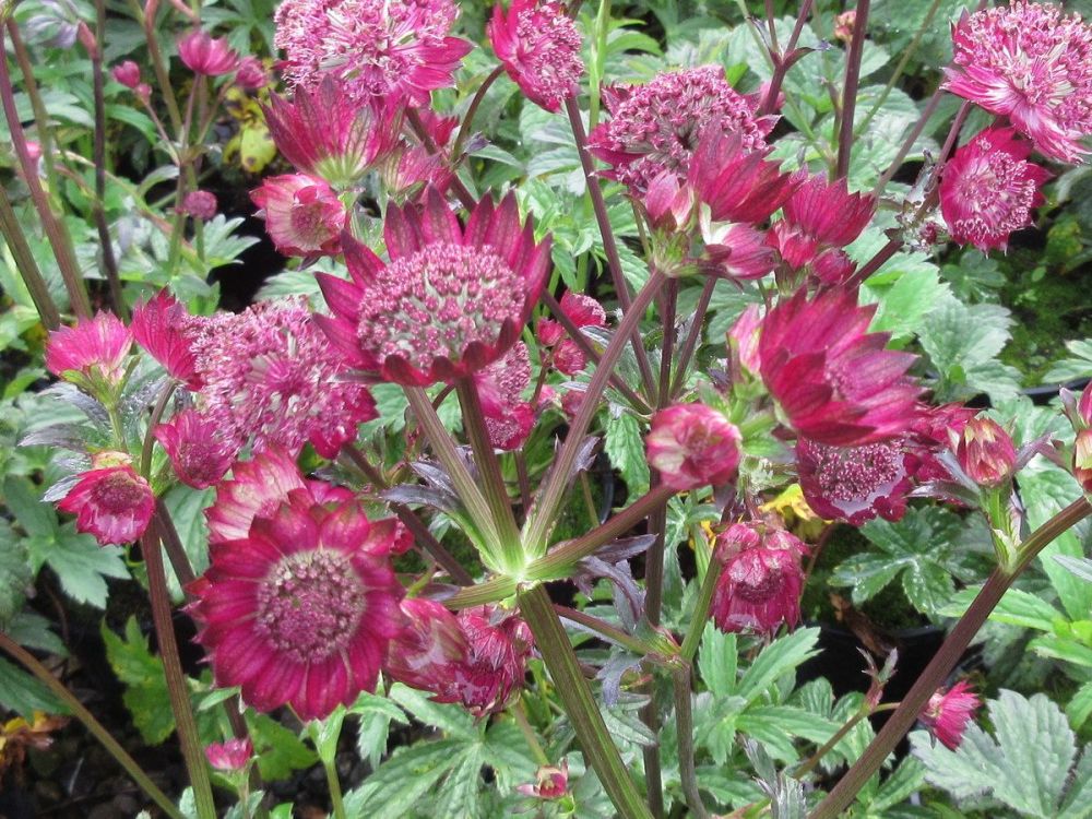 Astrantia major Gill Richardson - 2 litre pot