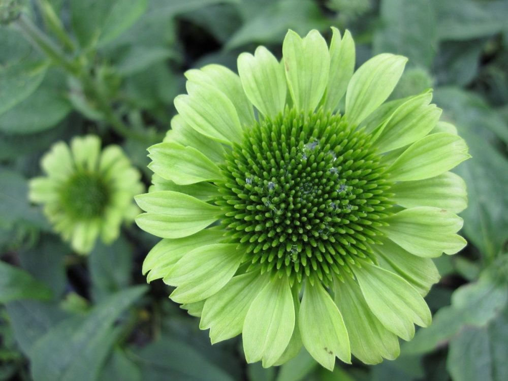 Echinacea purpurea Green Jewel - 2 litre pot