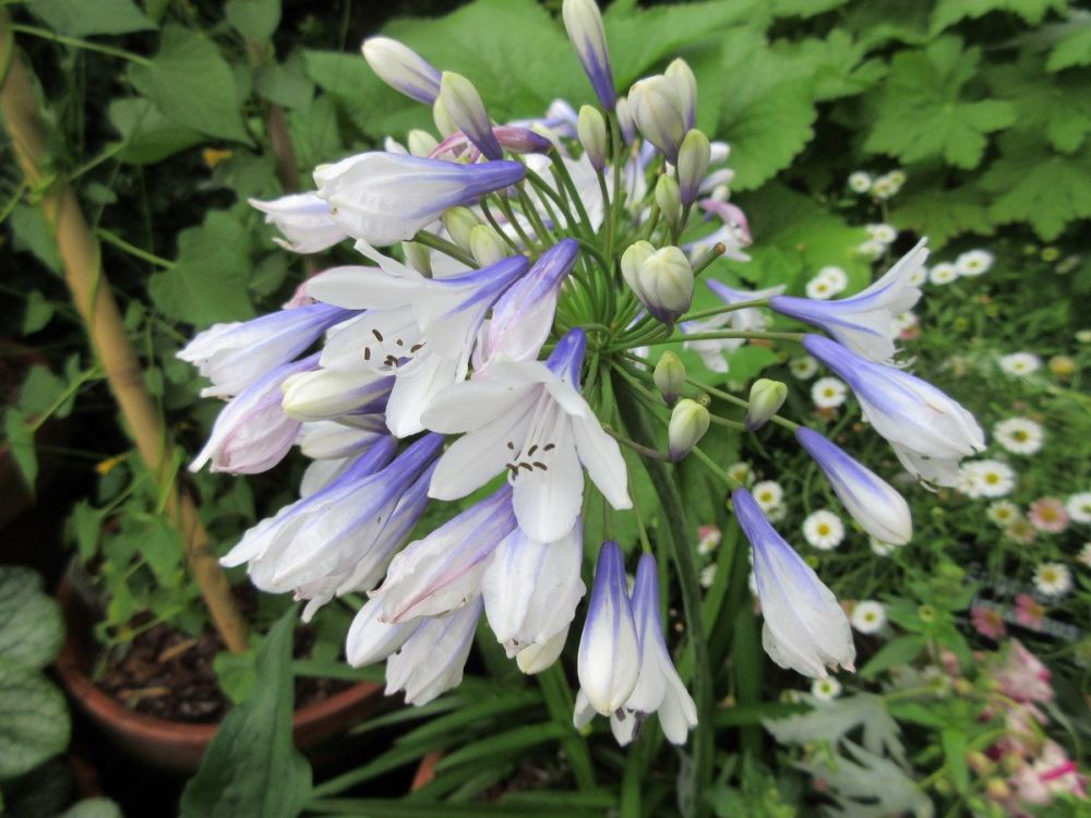 Agapanthus Twister - 9cm pot
