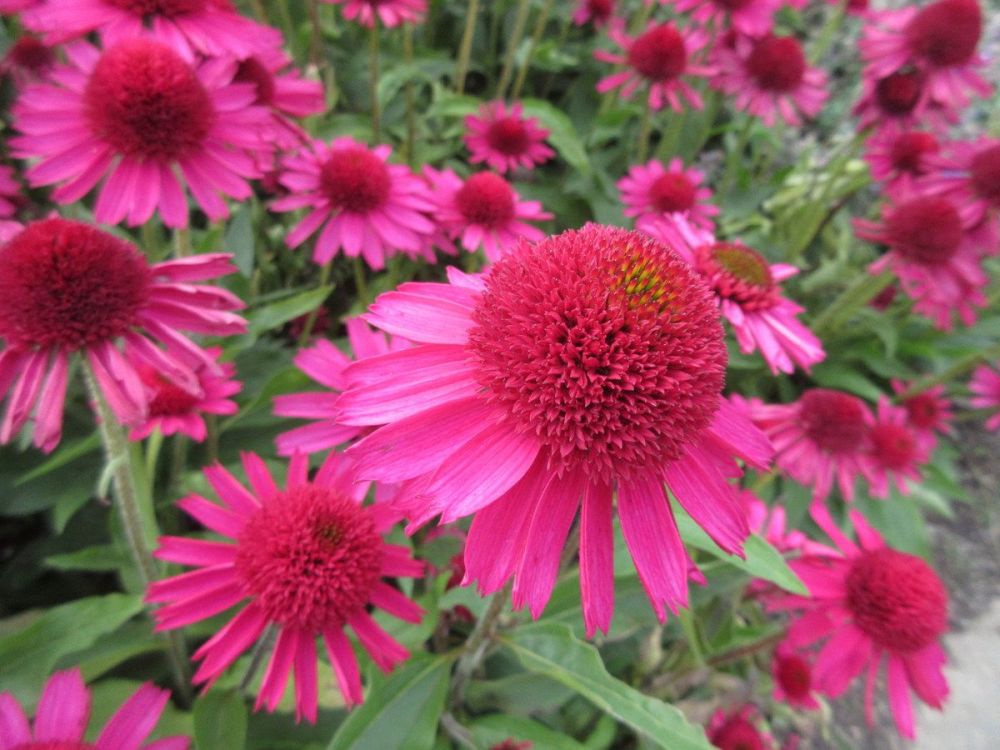 Echinacea Delicious Candy - 2 litre pot