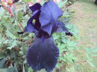 Iris Deep Black (Tall Bearded) - 3 litre pot