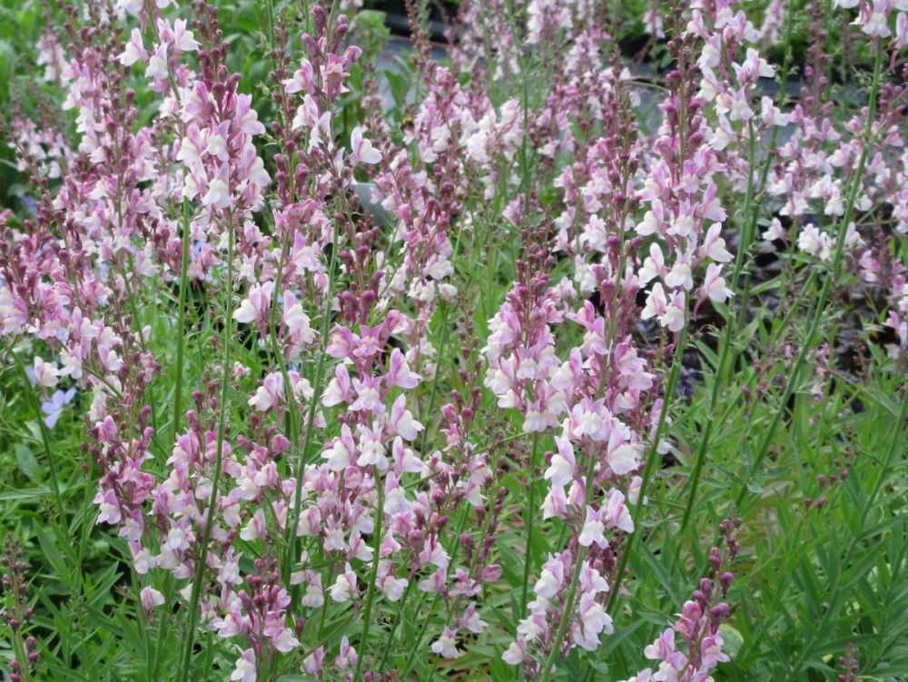 Linaria Dial Park - 9cm pot