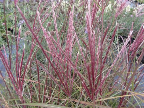 Miscanthus sinensis Red Chief - 2 litre pot