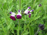 Salvia Amethyst Lips - 9cm pot