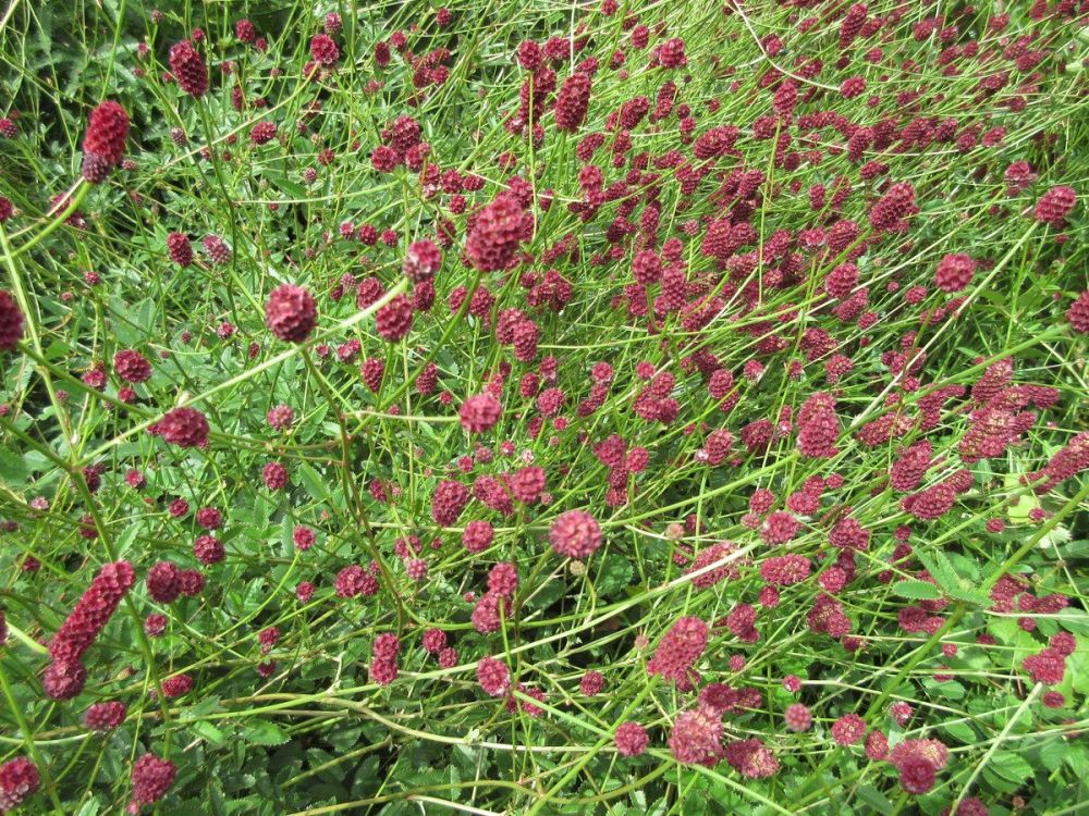 Sanguisorba officinalis Red Thunder - 2 litre pot