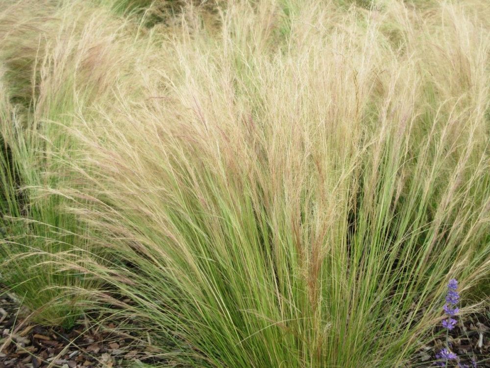 Stipa tenuissima - 2 litre  pot