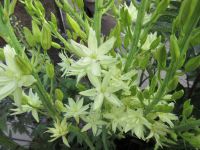 Camassia leichtlinii Semiplena - 2 litre pot