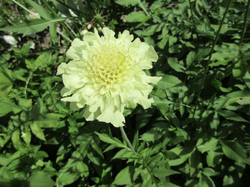 Cephalaria gigantea - 2 litre pot