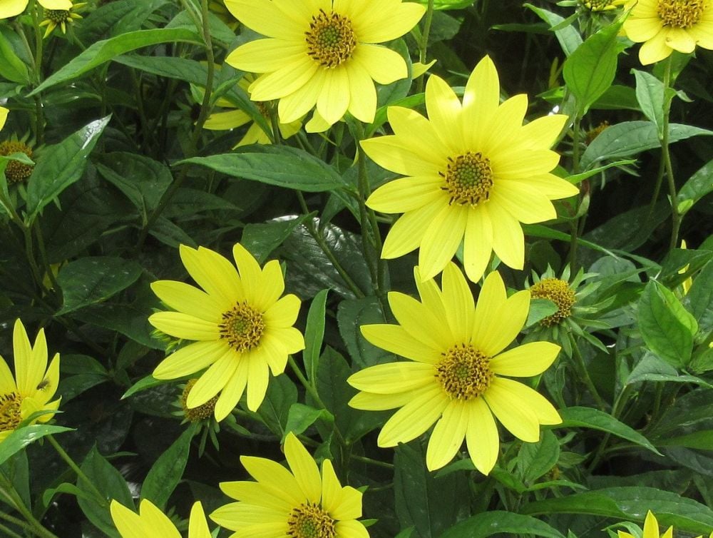 Helianthus Lemon Queen - 2 litre pot