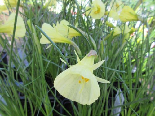 Narcissus Spoirot - 9cm pot