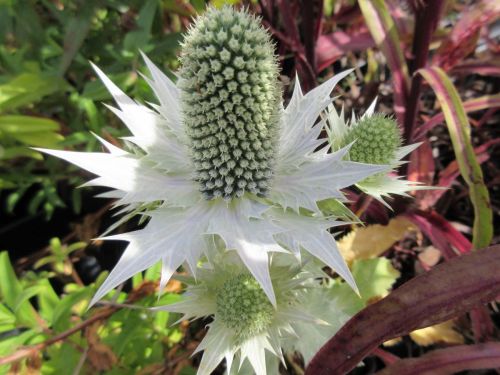 Eryngium giganteum (Miss Willmott's Ghost) - 9cm pot