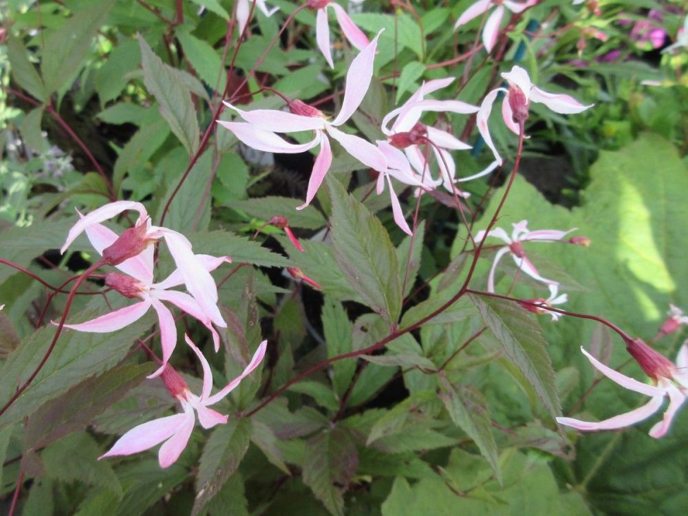 Gillenia trifoliata Pink Profusion - 9cm pot