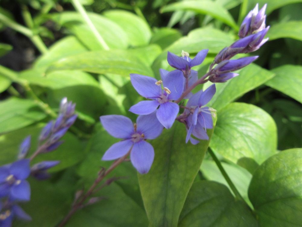 Parahebe perfoliata - 9cm pot
