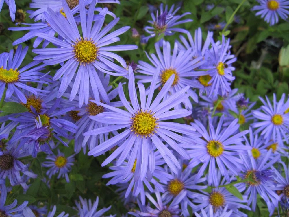 Aster x frikartii Monch - 2 litre pot