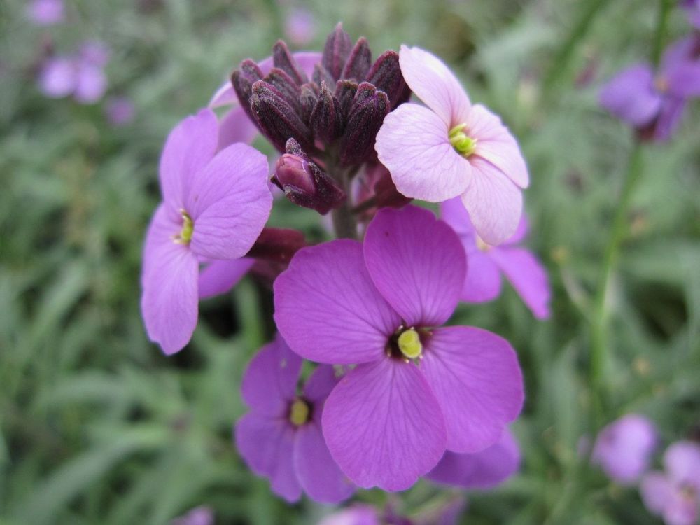 Erysimum Bowles's Mauve - 2 litre pot