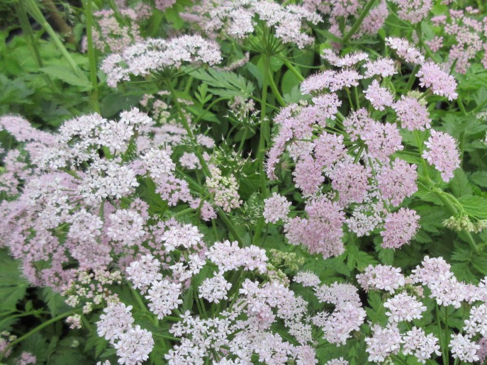 Chaerophyllum hirsutum Roseum - 9cm pot