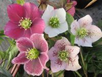 Helleborus x hybridus Pretty Ellen Mix - 3 litre pot