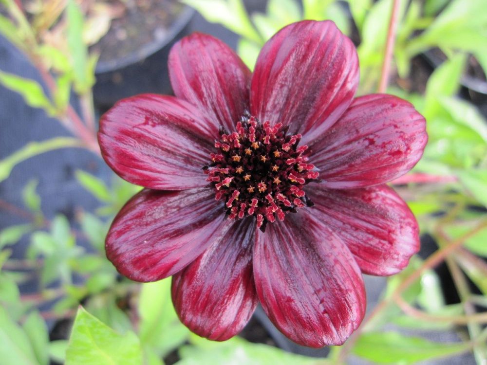 Cosmos atrosanguineus Chocamocha - 2 litre pot
