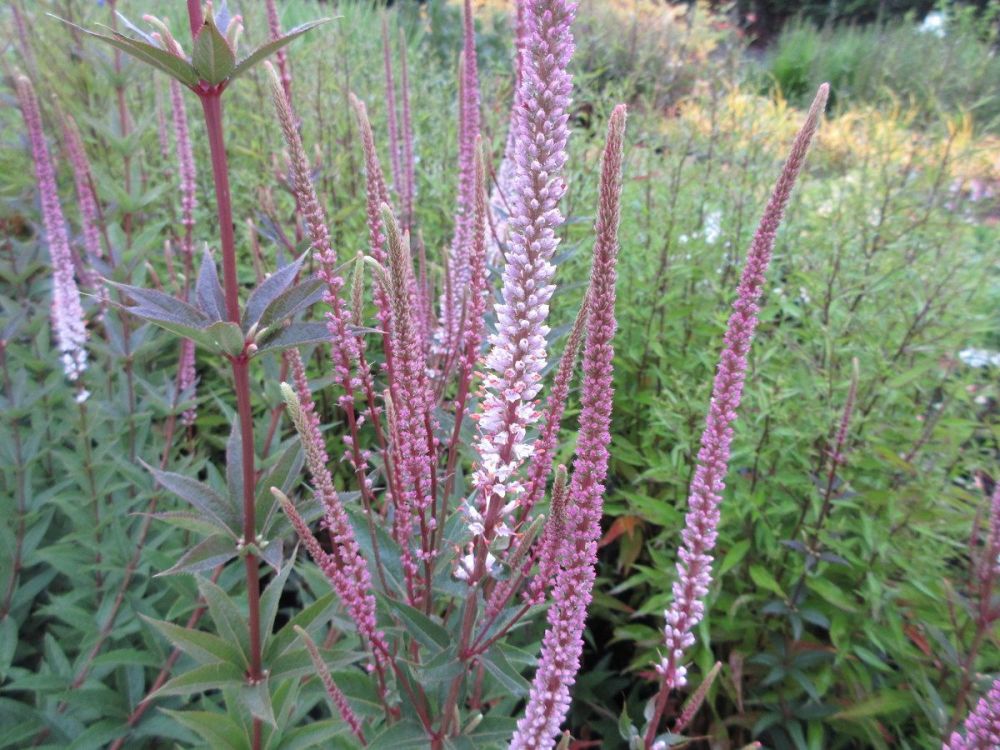 Veronicastrum virginicum Erica - 2 litre pot