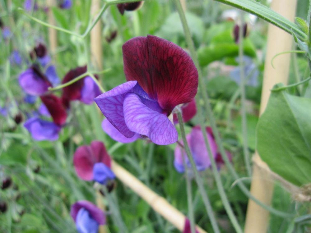 Sweet Pea, Matucana - 9cm pot