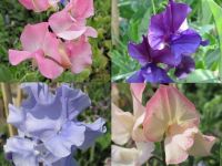 Sweet Pea, Spencer Mixed - 9cm pot