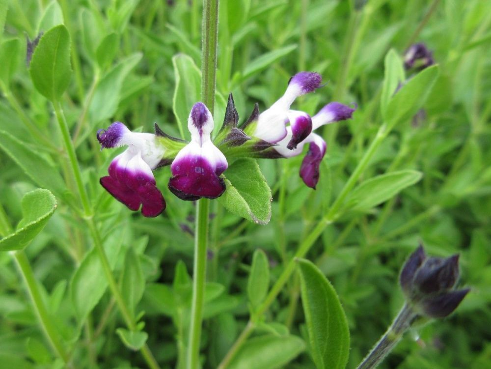 Salvia Amethyst Lips - 2 litre pot