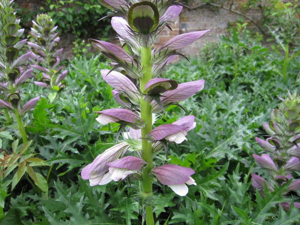 Acanthus spinosus - 2 litre pot
