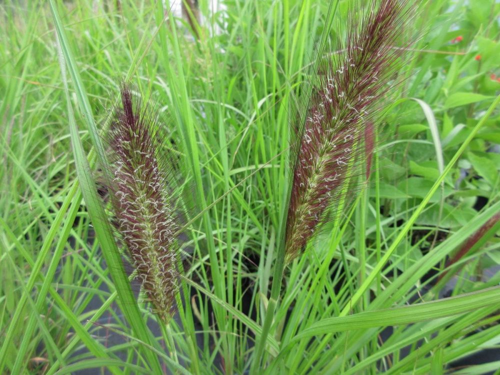 Pennisetum alopecuroides Red Head - 2 litre pot