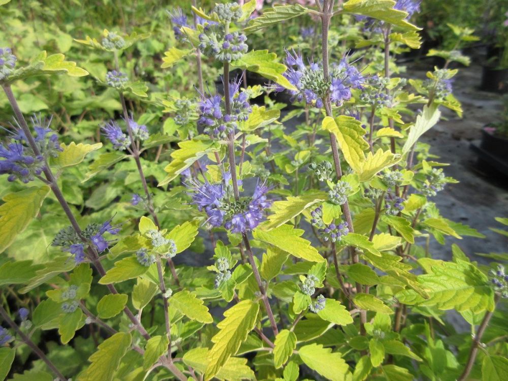 Caryopteris x clandonensis Hint of Gold - 3 litre pot