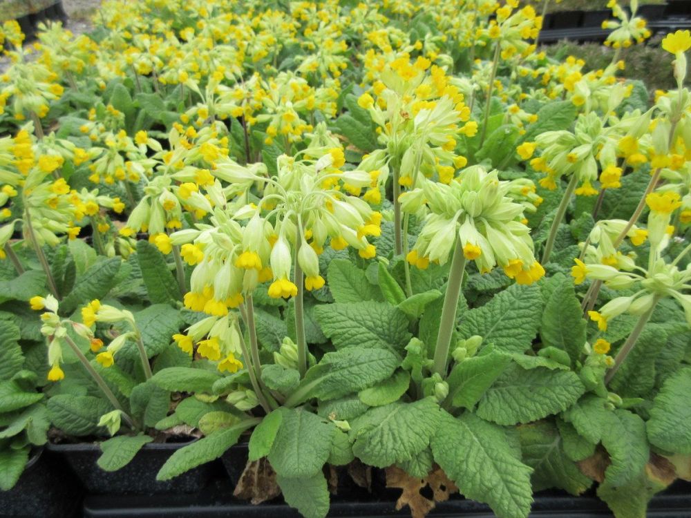 Primula veris Bright Deep Yellow - 9cm pot