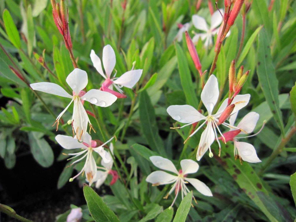 Gaura lindheimeri Whirling Butterflies - 9cm pot