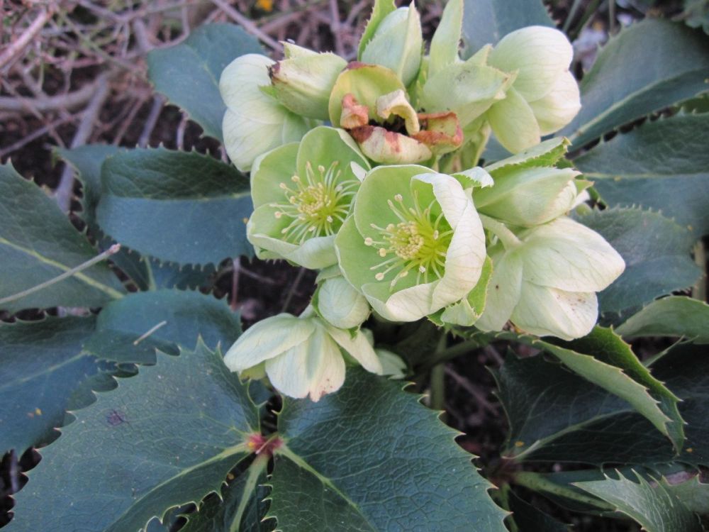 Helleborus argutifolius - 9cm pot